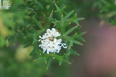 Grevillea trifida