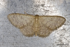 Idaea ptyonopoda