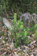 Grevillea trifida