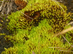Tortella inclinata