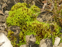 Tortella inclinata