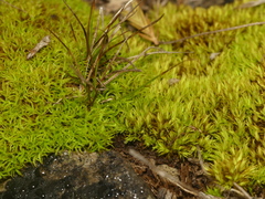 Tortella inclinata