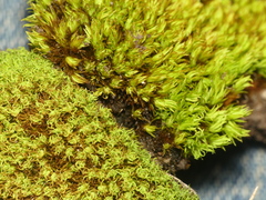 Tortella inclinata