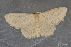 Idaea ptyonopoda