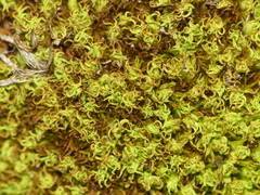 Tortella inclinata