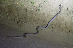 Limaformosa savorgnani