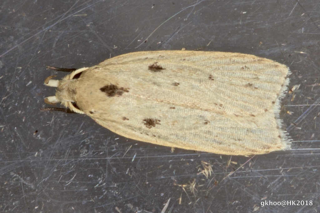 Odites ricinella