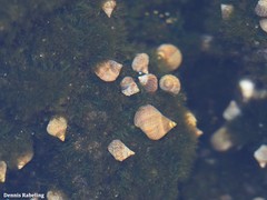 Tectarius striatus