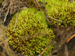 Tortella inclinata