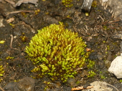 Tortella inclinata