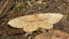 Chorodna ochreimacula