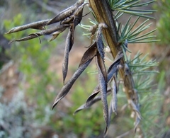 Aspalathus macrocarpa