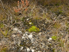 Tortella inclinata