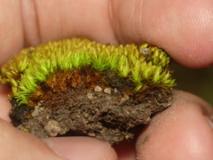 Tortella inclinata
