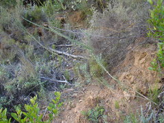 Aspalathus macrocarpa