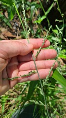 Urochloa foliosa