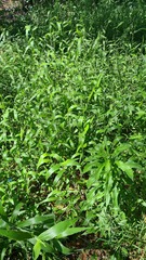 Urochloa foliosa