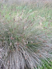 Bromus auleticus