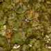 Jellytot Earthscale Lichen - Photo no rights reserved, uploaded by Shaun Pogacnik
