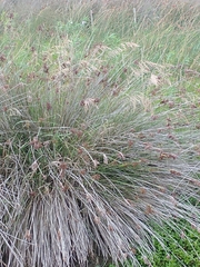 Bromus auleticus