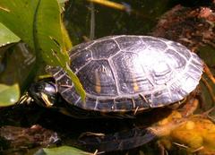 Trachemys scripta