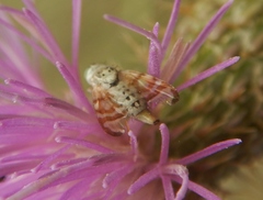 Terellia occidentalis