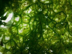 Hydrodictyon reticulatum