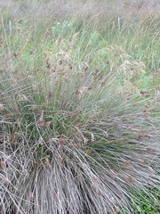 Bromus auleticus