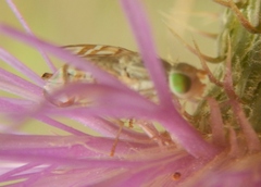 Terellia occidentalis