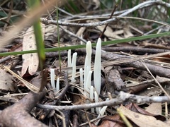 Clavaria alboglobospora