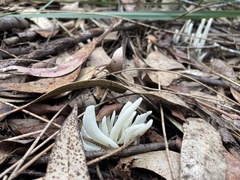 Clavaria alboglobospora