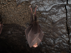Rhinolophus nippon