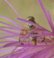 Terellia occidentalis