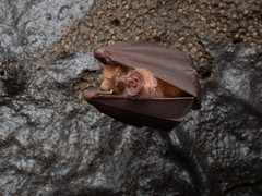 Rhinolophus nippon