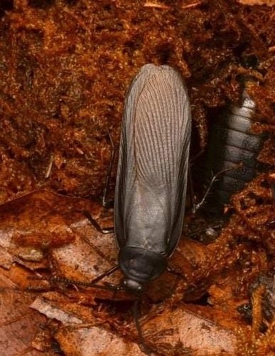 Deropeltis wahlbergi · iNaturalist United Kingdom