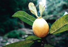 Gardenia oudiepe