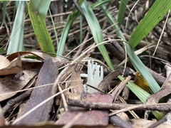 Clavaria alboglobospora