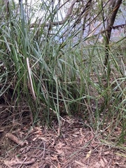 Clavaria alboglobospora