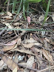 Clavaria alboglobospora