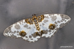 Abraxas amicula-illuminata