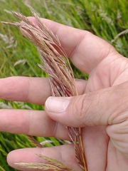 Bromus auleticus