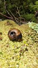 Powelliphanta spedeni