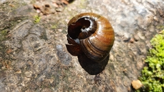 Powelliphanta spedeni