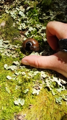 Powelliphanta spedeni