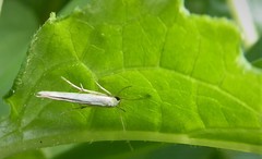 Stathmopoda horticola