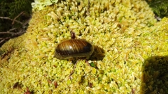 Powelliphanta spedeni
