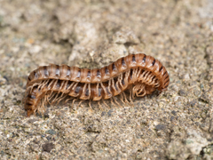 Chamberlinius hualienensis