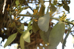 Phoradendron reichenbachianum