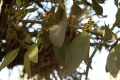 Phoradendron reichenbachianum