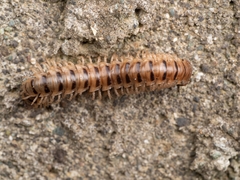 Chamberlinius hualienensis